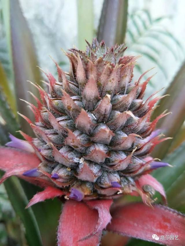 【上期推文】菠萝都吃过,可菠萝是怎么长的知道吗?