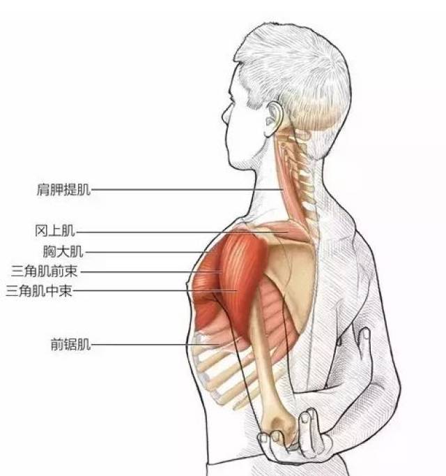 3. 依据你的柔韧性,用右手抓住左肘,前臂或手腕. 4.