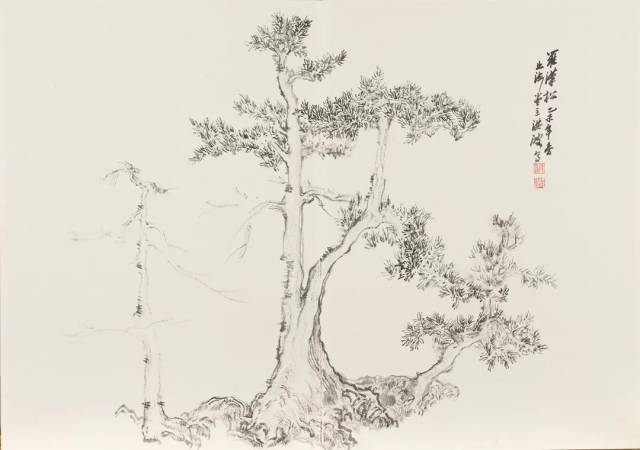 罗汉松2015