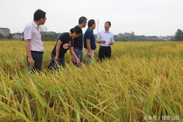 湖北宜昌集中34个优良水稻品种于一地农民看禾选种眼见为实