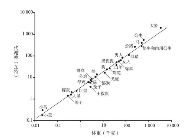复杂世界的简单法则:生物大小 城市规模 公司寿命自有规律