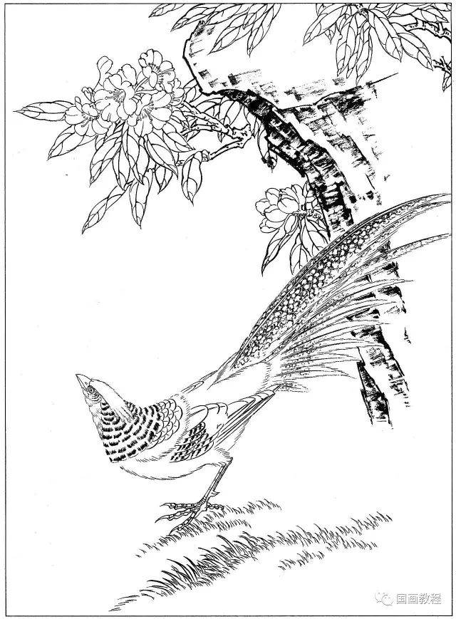 宋画,锦鸡,鸡,鸳鸯白描大图,太全了(临摹必备素材~)