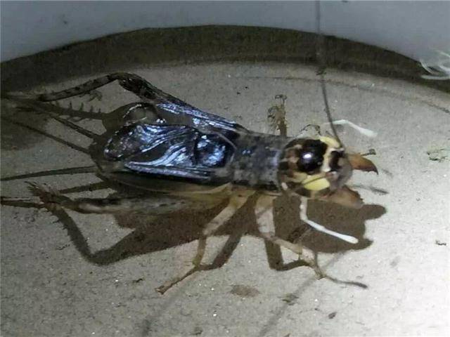 ④狗蝇黄:狗蝇:狗身上生的一种寄生虫