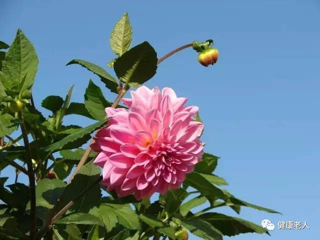 张家口市市花:大丽花
