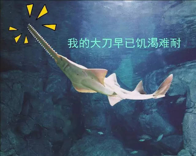 有人说锯鳐是一种凶猛的鱼.