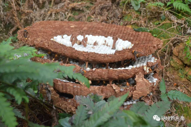 大学毕业后,开始研究马蜂养殖自主创业,通过了6年技术摸索,掌握了一套