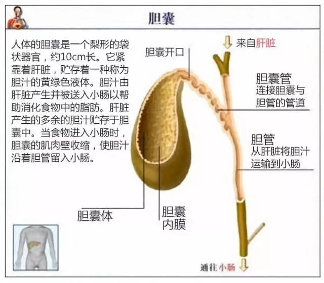 胆囊有哪些功能