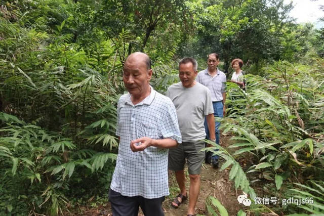 阳春市老促会调研蟠龙金花坑春砂仁种植基地