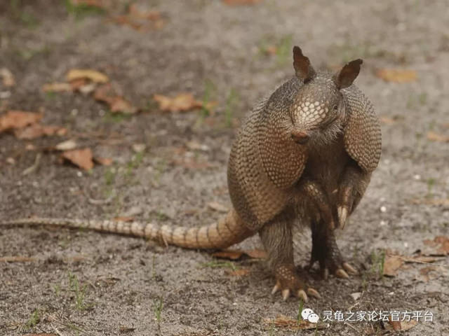 犰狳是一种什么样的生物?