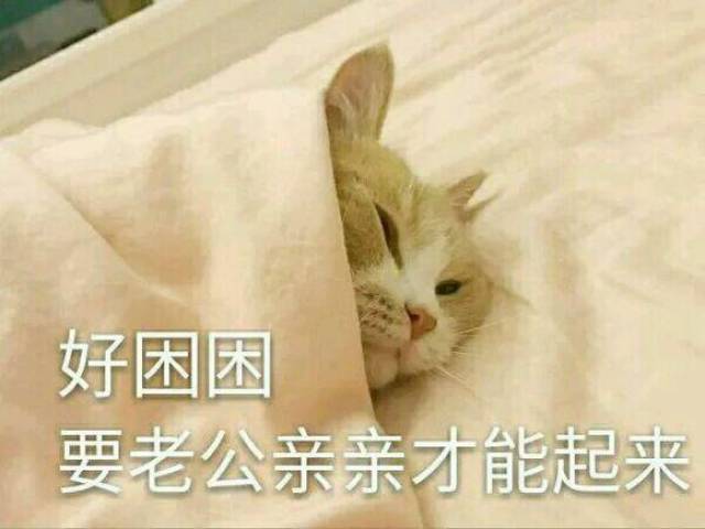 撩男朋友的猫咪表情包30张