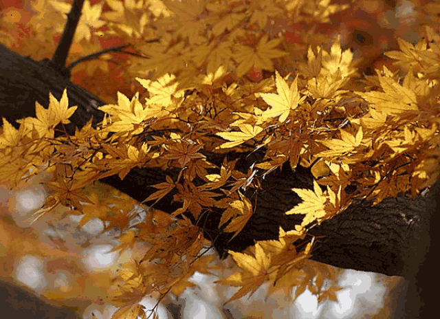 《枫叶飘飘》,一叶知秋的美丽