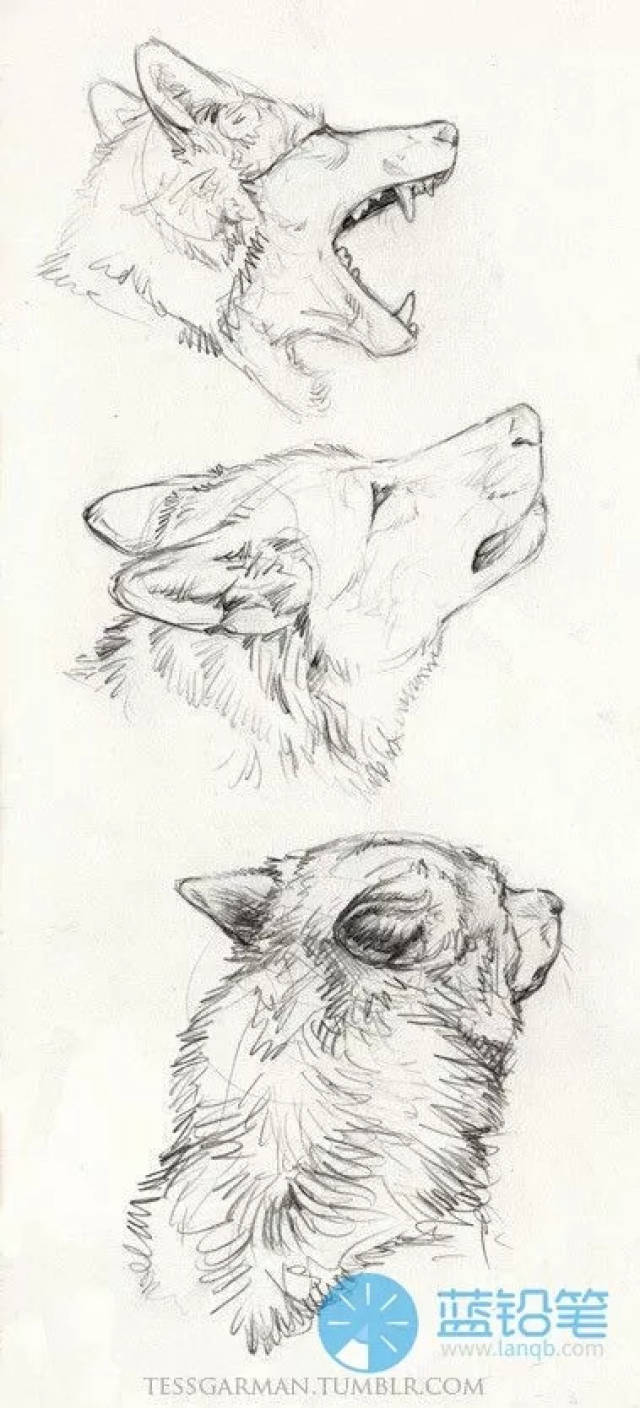 犬科动物绘制教程:狼与狗的画法_耳朵