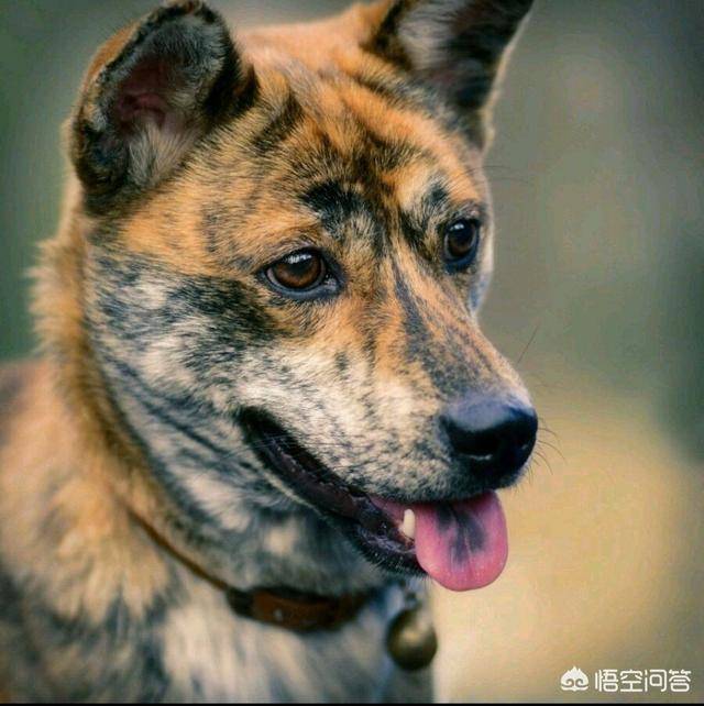 怎么挑选一只优秀的中华田园犬?