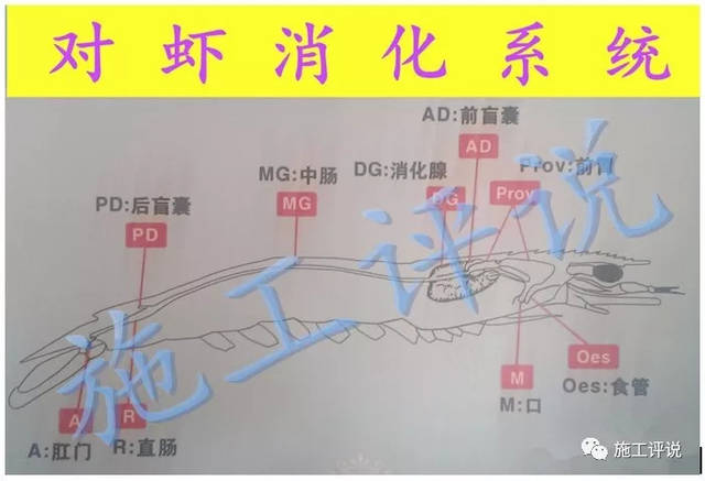 有人养对虾一亩几千上万的纯利,有的人却不断交学费,新人如何迅速上手