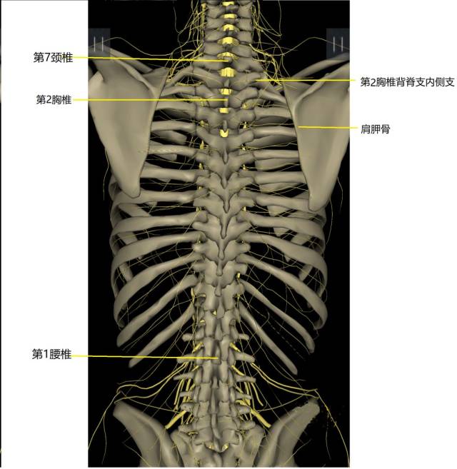 上背部解剖位置