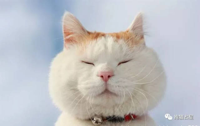 抱猫占星九月星座运势三:巨蟹狮子处女篇