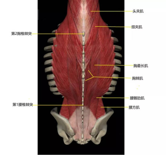 图六 第二层肌肉