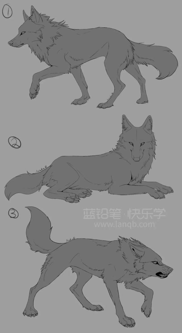 犬科动物绘制教程:狼与狗的画法