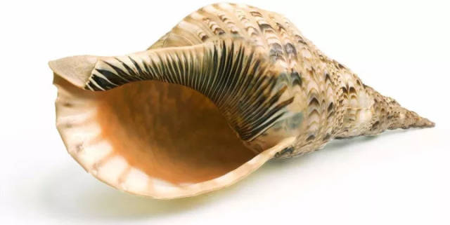 为什么把海螺壳放在耳边能听到"大海的声音"?