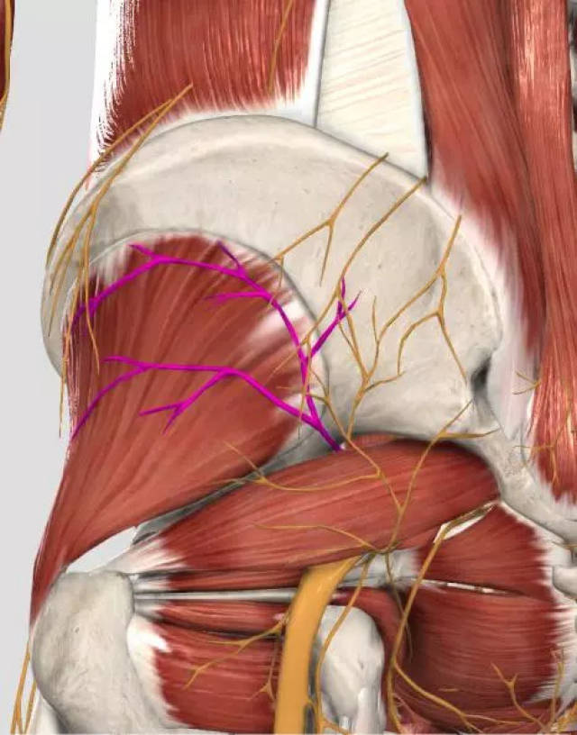 图中紫色为臀上神经从梨状肌上孔穿过支配臀中小肌,阔筋膜张肌