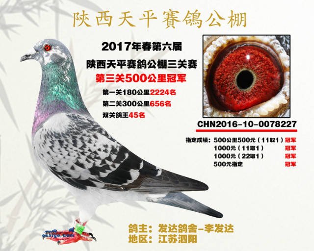 实战出王者,盘点回顾2017年公棚冠军鸽