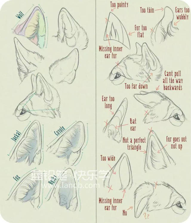 犬科动物绘制教程:狼与狗的画法