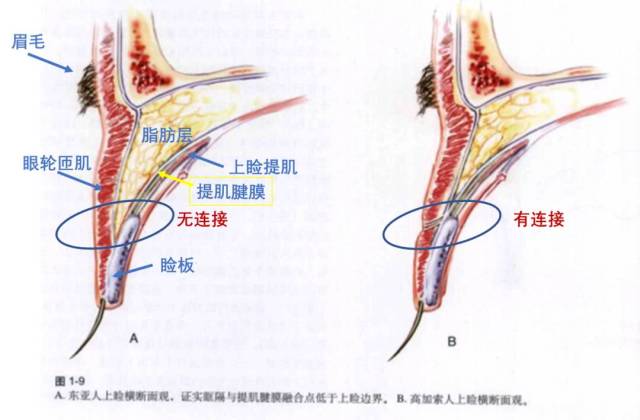 其实羊在以前的文章中提到过,今天咱们再用解剖学的知识弄清楚.