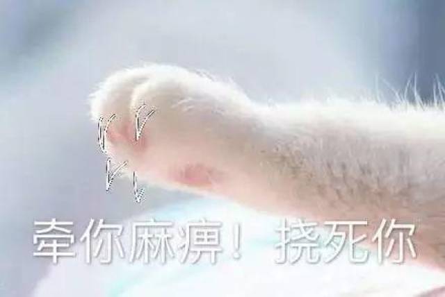 猫咪牵手表情包:牵宝宝的手