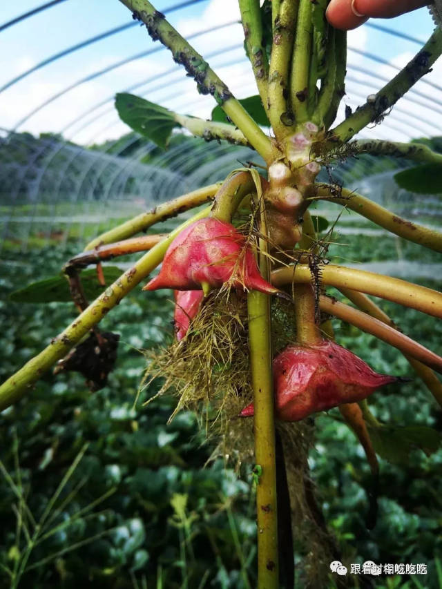 姐栽红菱郎栽藕,红菱牵到藕丝根.