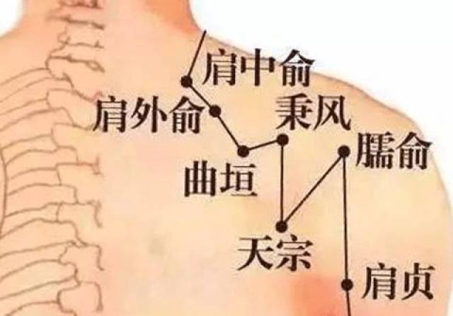 位在上背部,约在肩胛骨的中央,取穴方法是上半身直立,左手贴在右肩二