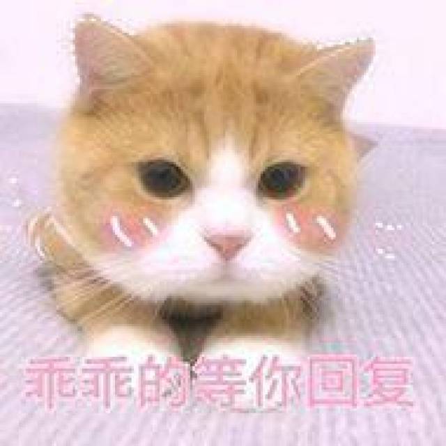 猫咪可爱表情包大全
