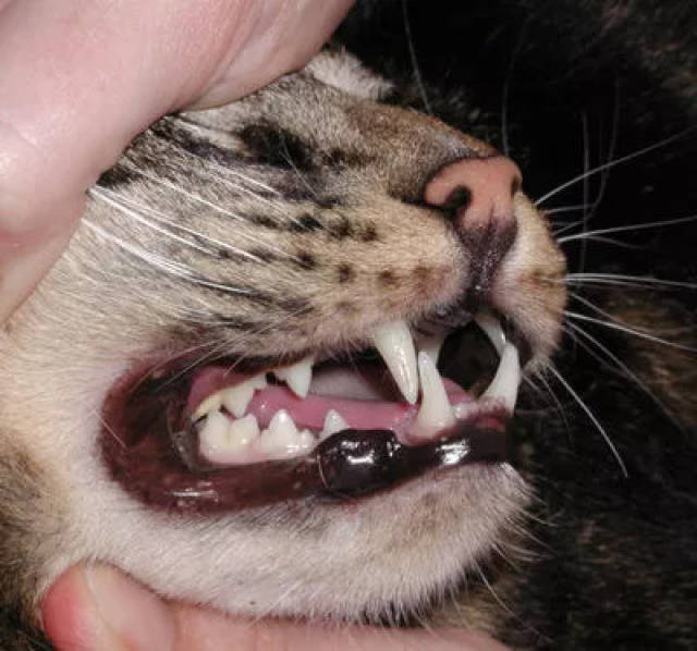 青年猫洁白的牙齿