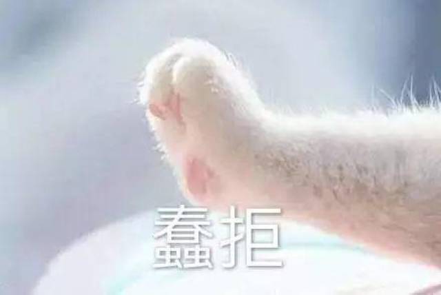 猫咪牵手表情包:牵宝宝的手