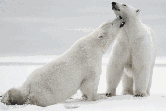 从北极熊,因纽特人到都市 ▽ ▽ ------- tripolers