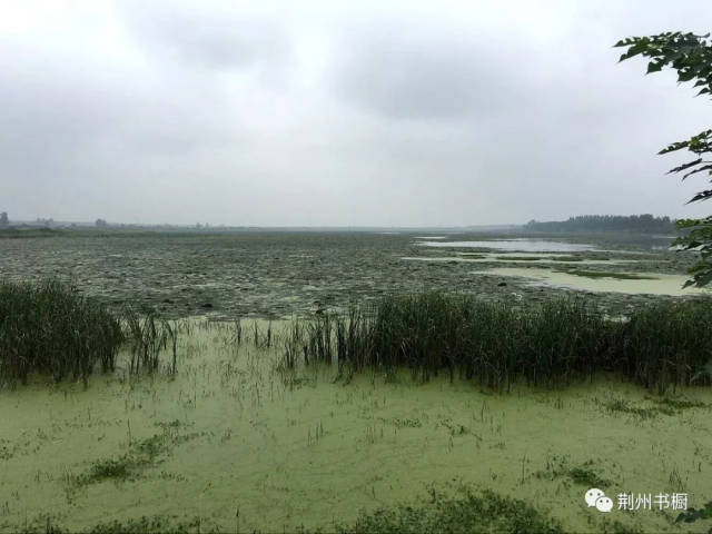 【荆州湿地】菱角湖——荆州最后一处原生态湿地悄然复活!