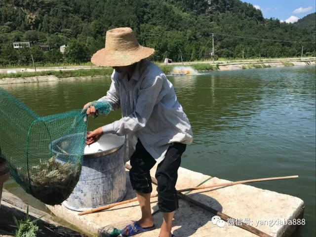 这位虾农势必打造渝东北最大规模的淡水化