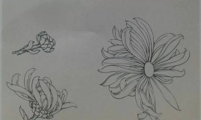 这是我见过最好的工笔菊花画法(附线描画谱)!