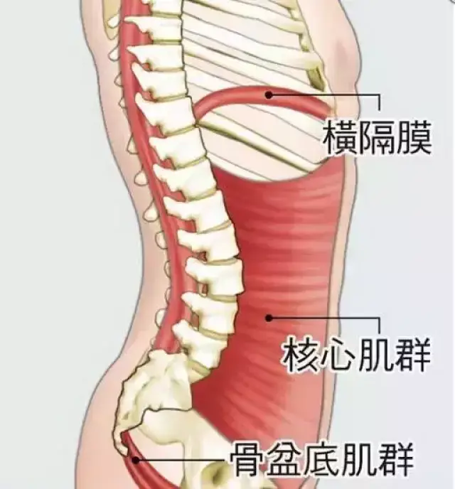 那么而核心力量(腰,腹,腿,背等躯干部位核心的肌群力量).