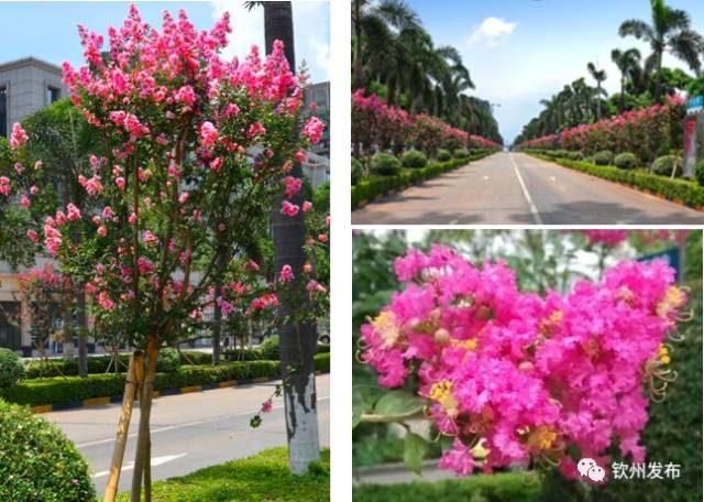 钦州市树,市花投票!