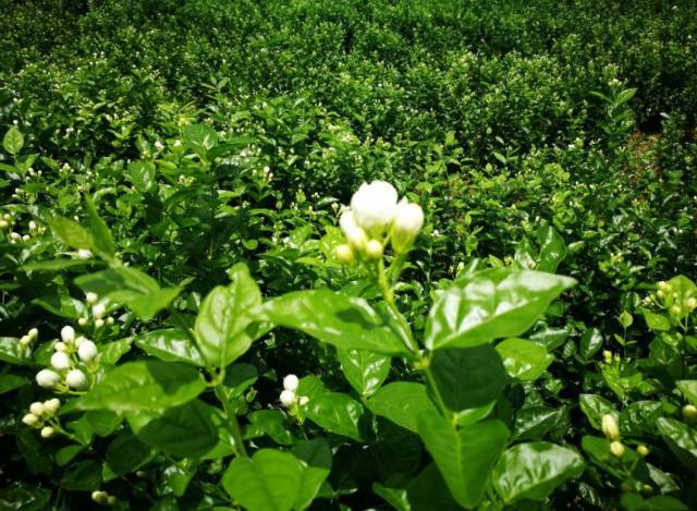 横县万亩茉莉花,西津湖风景区休闲一日游