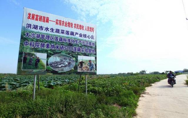洪湖魅力秀:探访洪湖市大沙湖美丽乡村,看荒湖"蝶变"