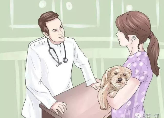 (致养犬人士)宠物主人的13个责任,您做到了吗?