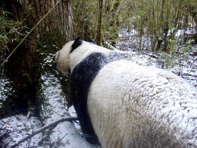 雪地里胖嘟嘟的野生大熊猫