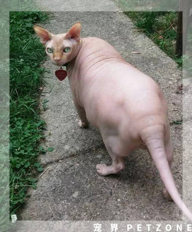 曾经我也觉得胖猫很可爱,直到看到了发胖的无毛猫