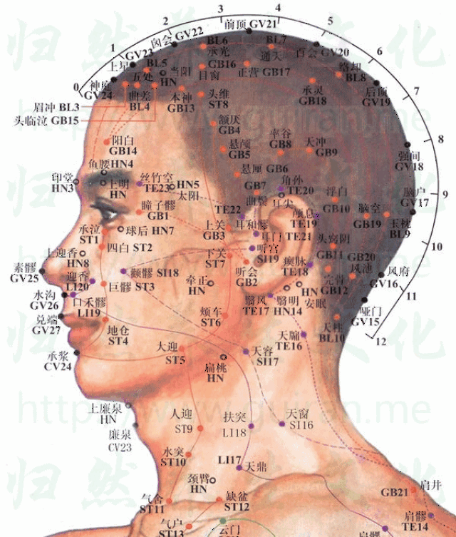 十二经,362穴,高清动态图详细解读_手机搜狐网