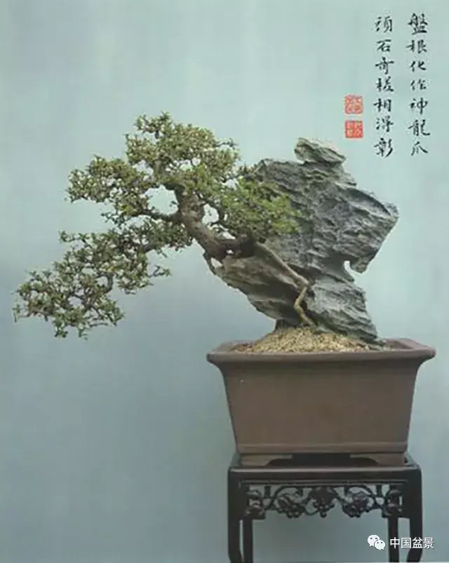 伍宜孙盆景(选自《伍宜孙盆景集》)