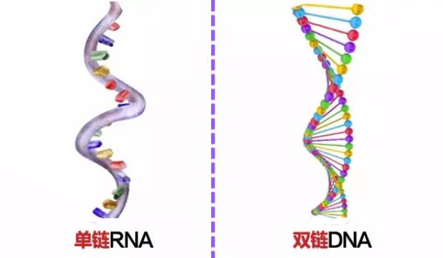 我们先将大部分的卷发分为两种,一个是统称为 像"rna"化学结构的螺旋