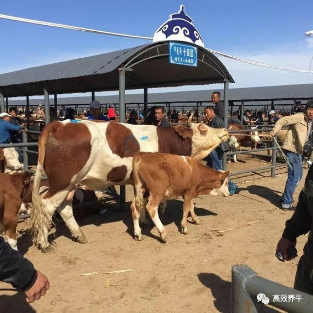 内蒙通辽开鲁牛市—你同时见过上万头牛的场景吗?