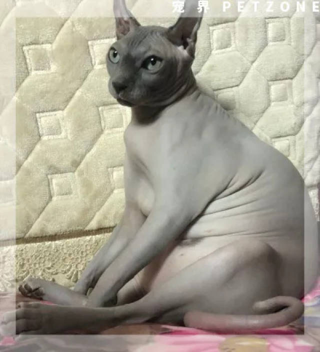 曾经我也觉得胖猫很可爱,直到看到了发胖的无毛猫