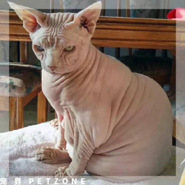曾经我也觉得胖猫很可爱,直到看到了发胖的无毛猫